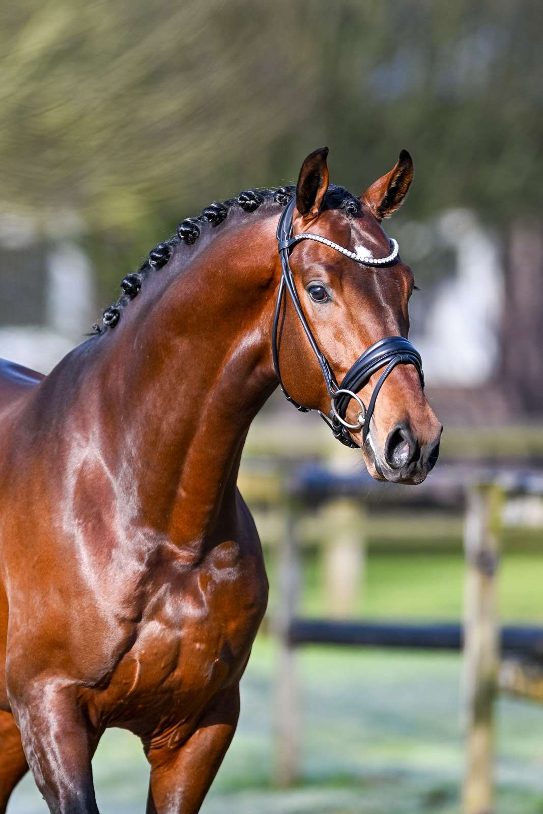 Valerian Stallion